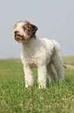 LAGOTTO 143